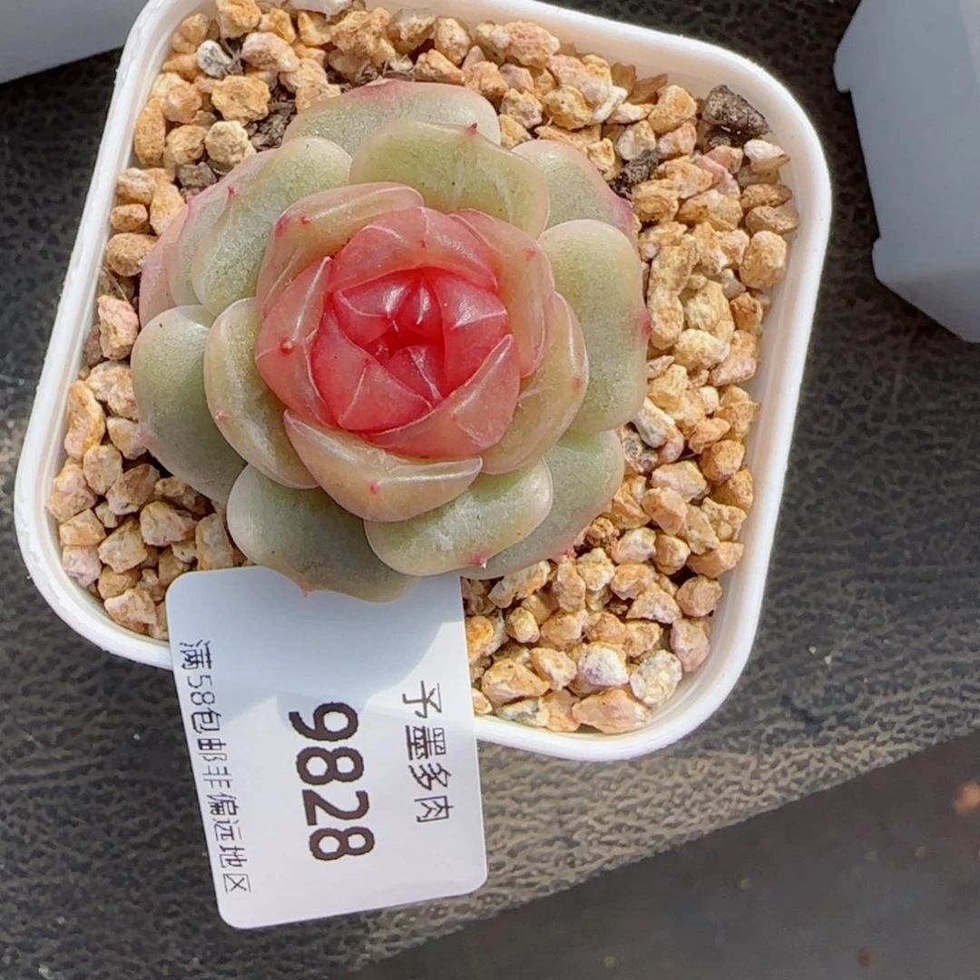 彩恋，9828多肉植物