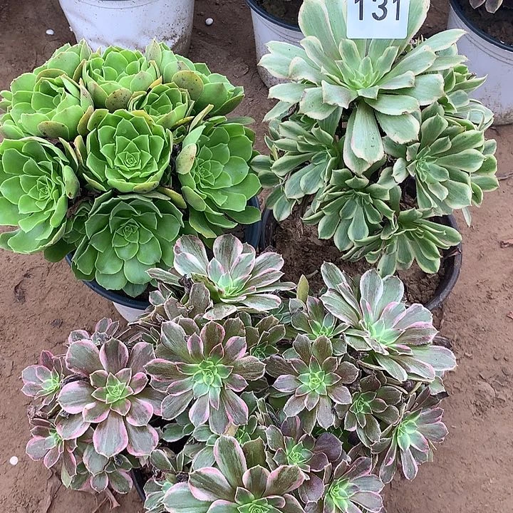 无花朵131三颗多肉植物组合