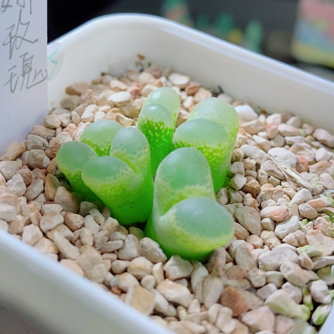 生石花花花花花花花75