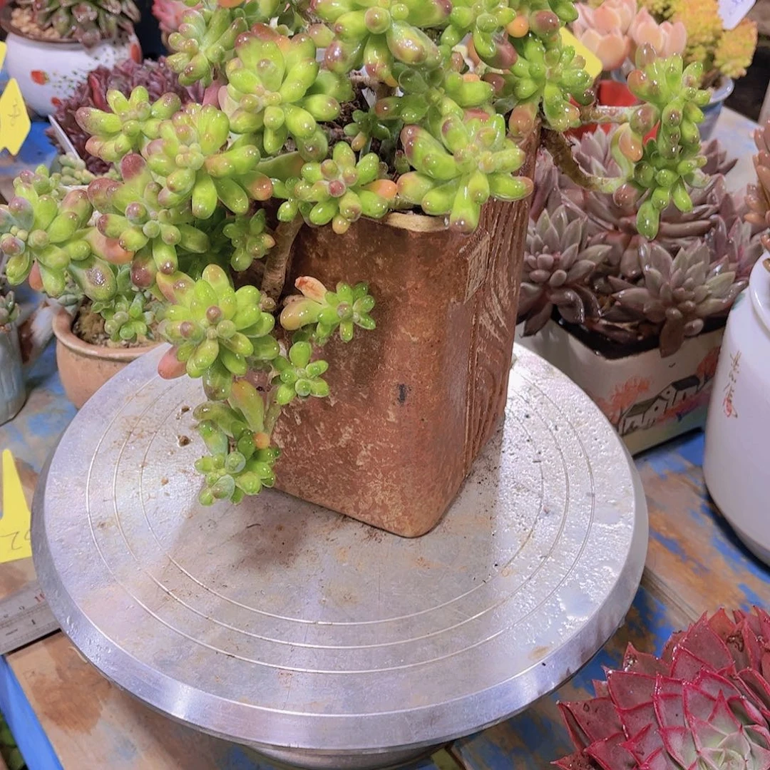 红陶相*多肉植物保护研究所