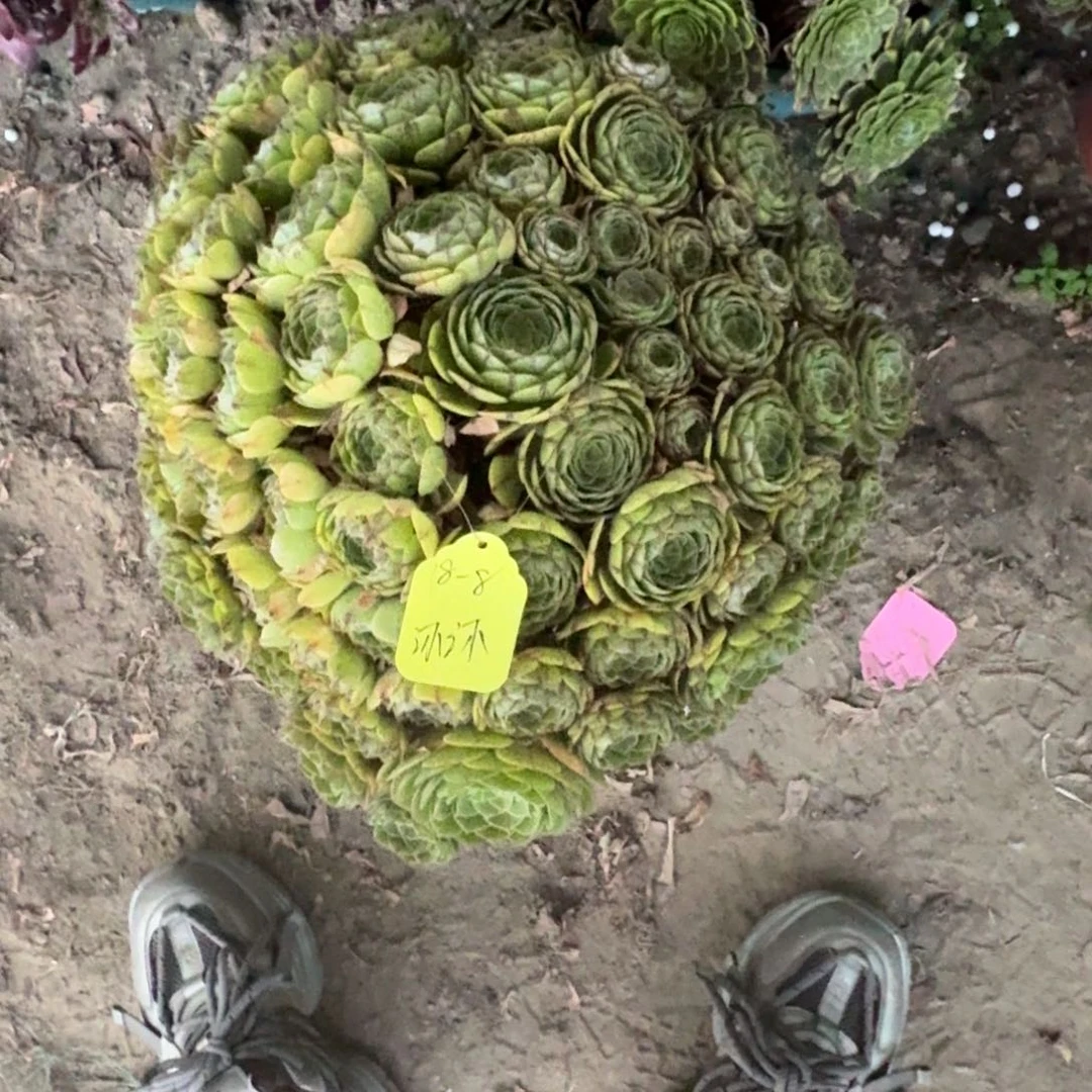 沐***沐法师万圣节老桩发货特价无售后18-8