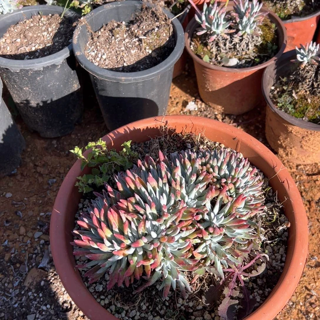 061雪花群生多肉哈哈哈