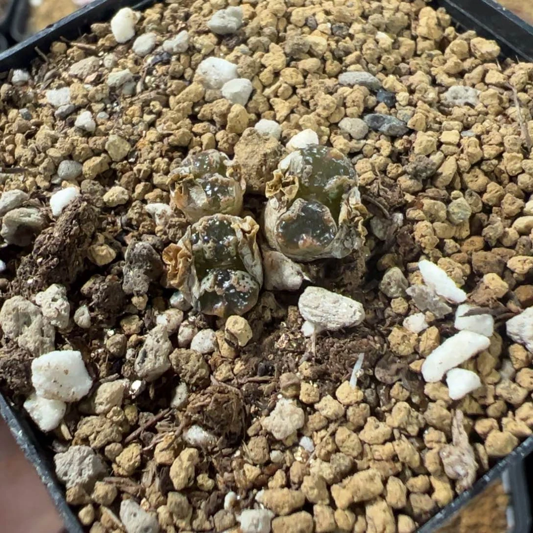 8-41肉锥多肉植物，