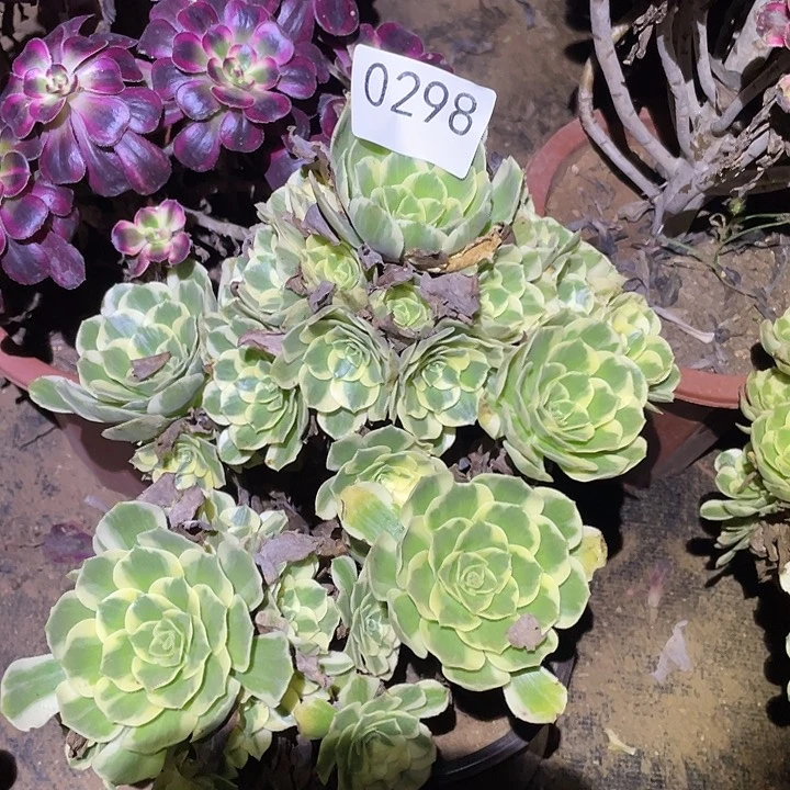 多肉植物法师298迈巴赫