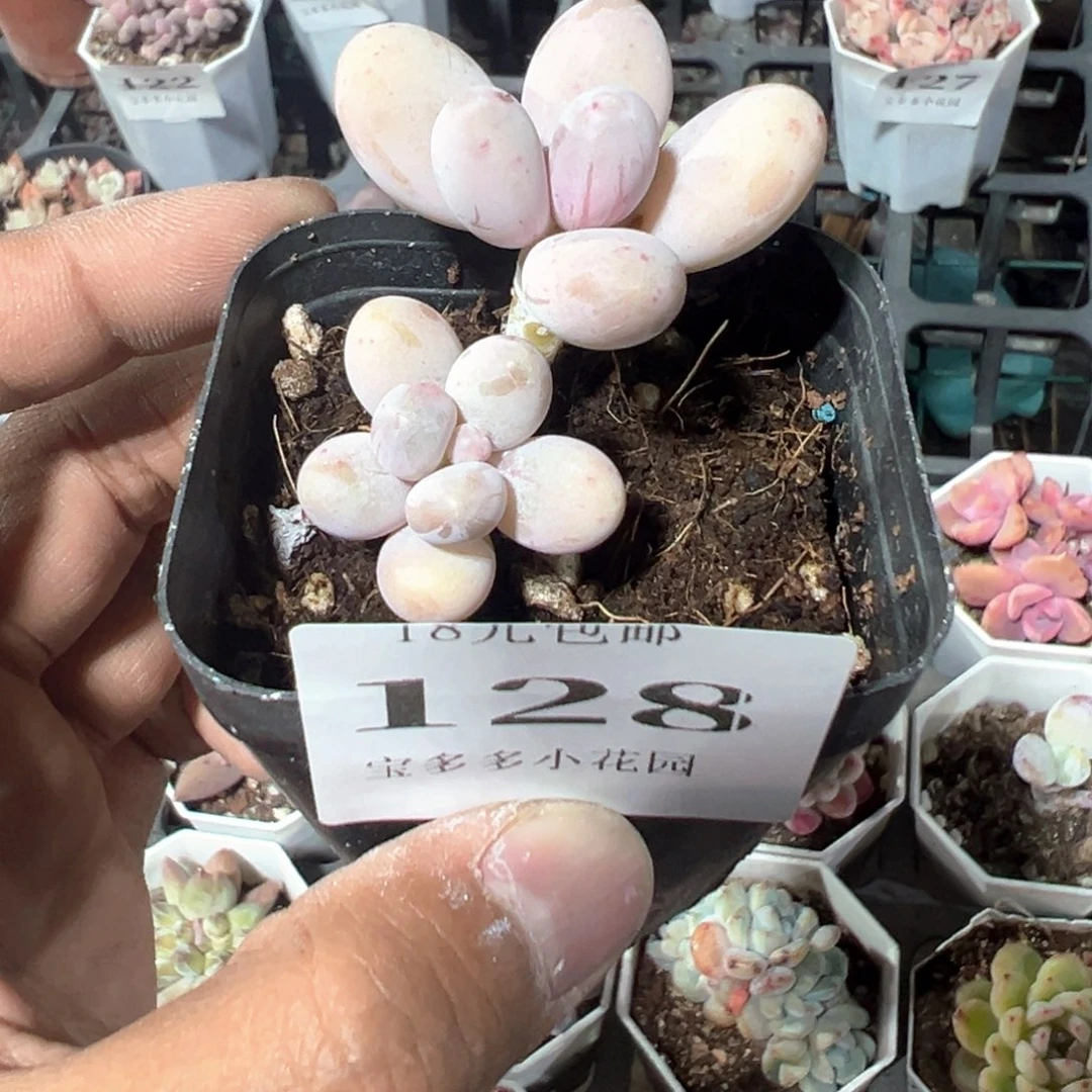 128号双头月光石奶酪一物一拍满18包邮