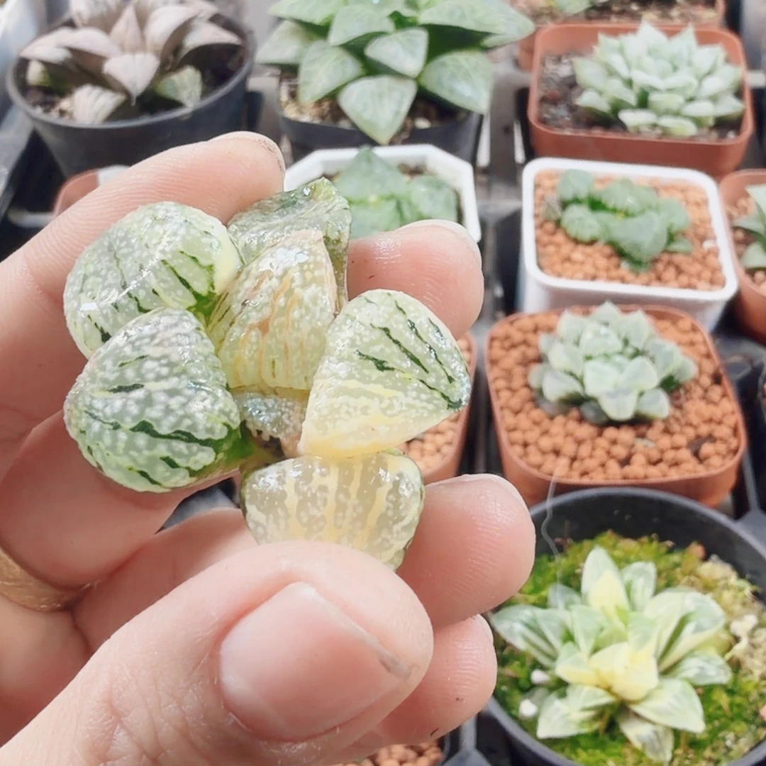 十二卷大久保白银锦无根