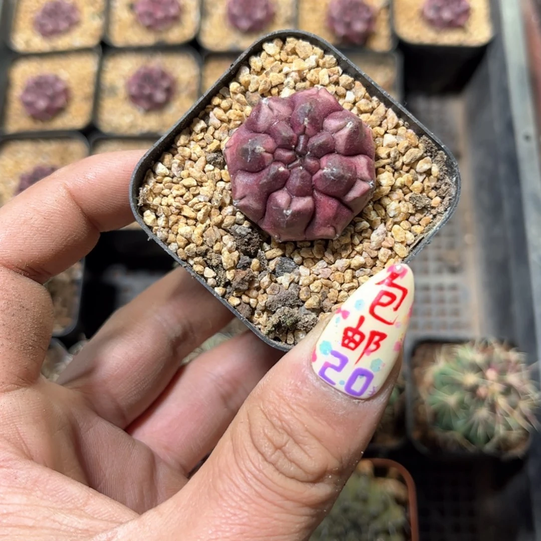 24157一物一拍单头发货