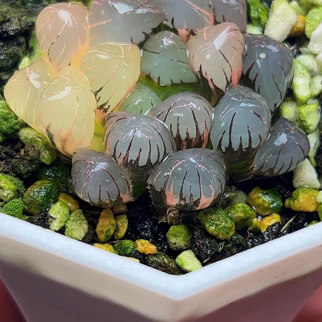 冰灯锦十二卷多肉植物