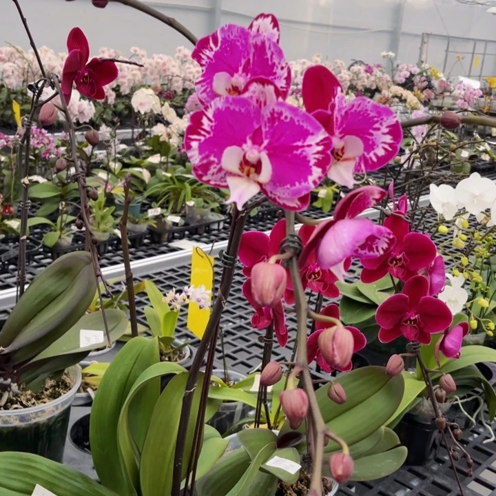 少量花朵（建议范围：2朵-5朵 或40%以下）