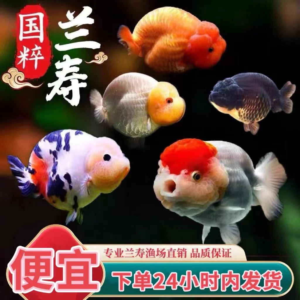 直播间1-50编号观赏鱼包活到手渔场奶牛红白五花兰寿泰狮