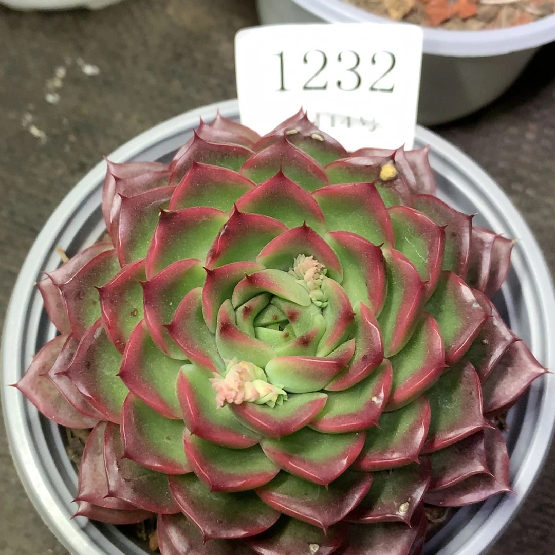 【闪购商品】云1232