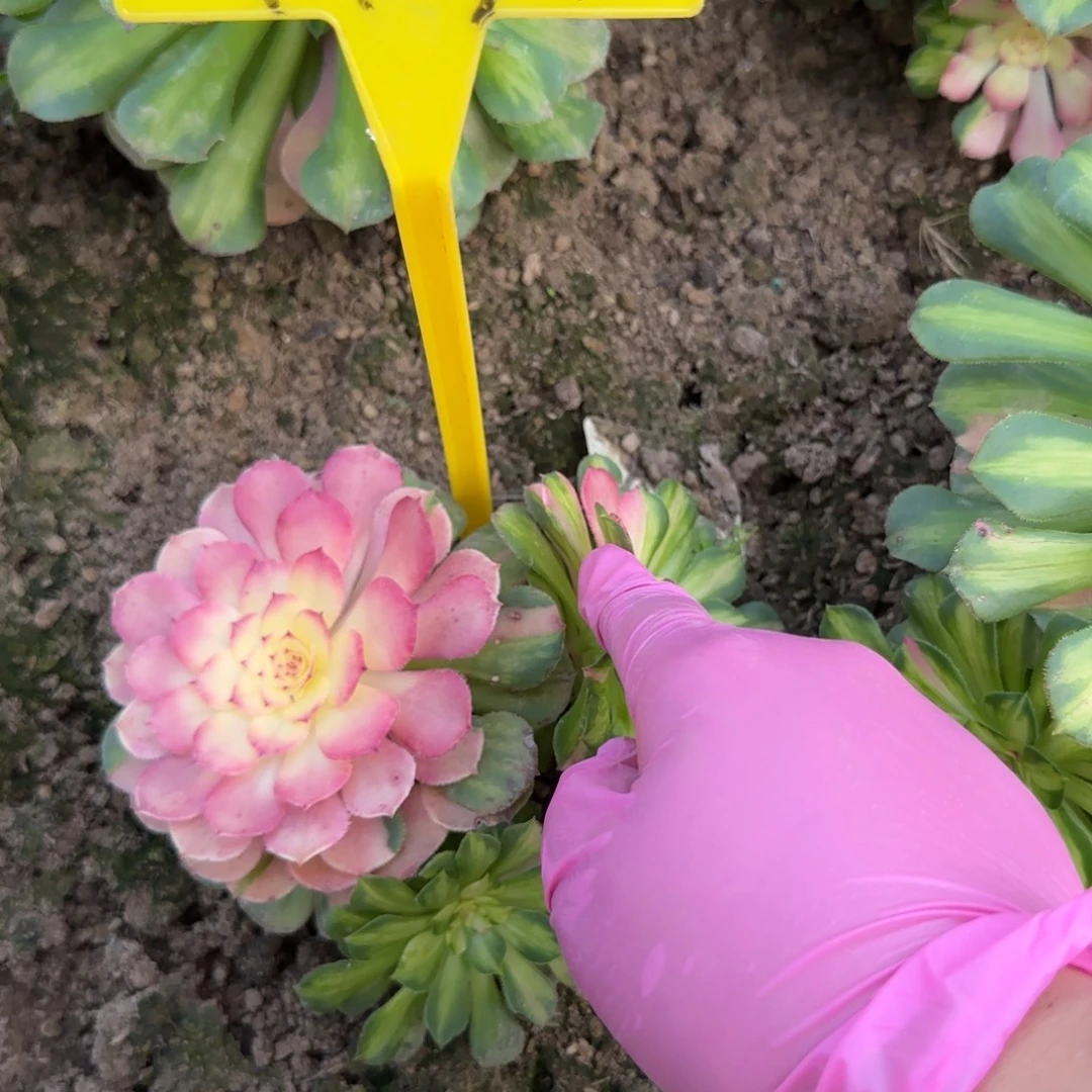 4178---知否。知否多头多肉