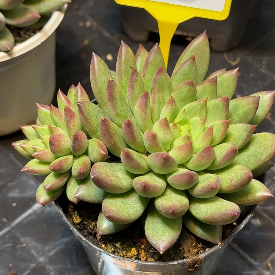 多肉植物紫米露858