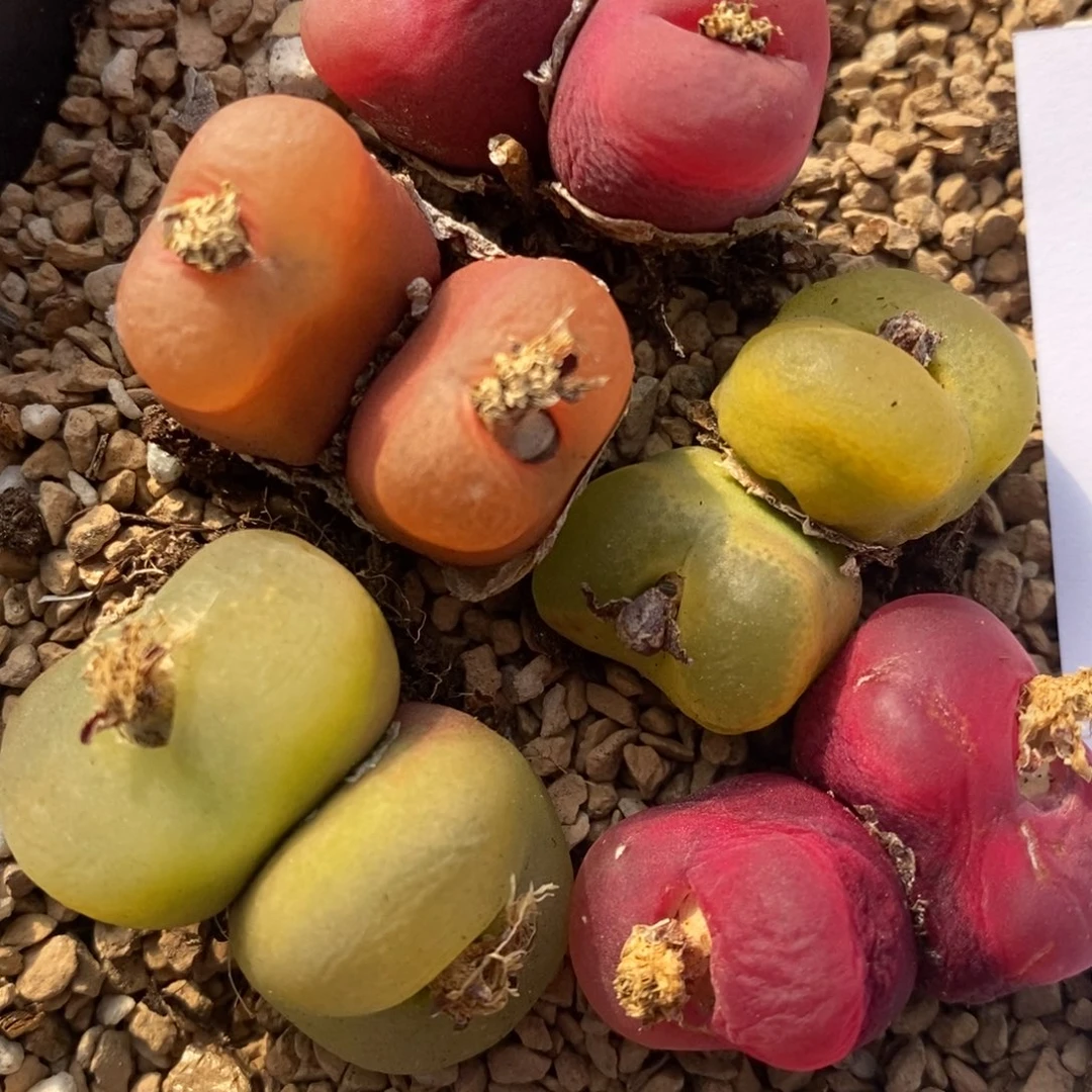 1334彩色双头一组