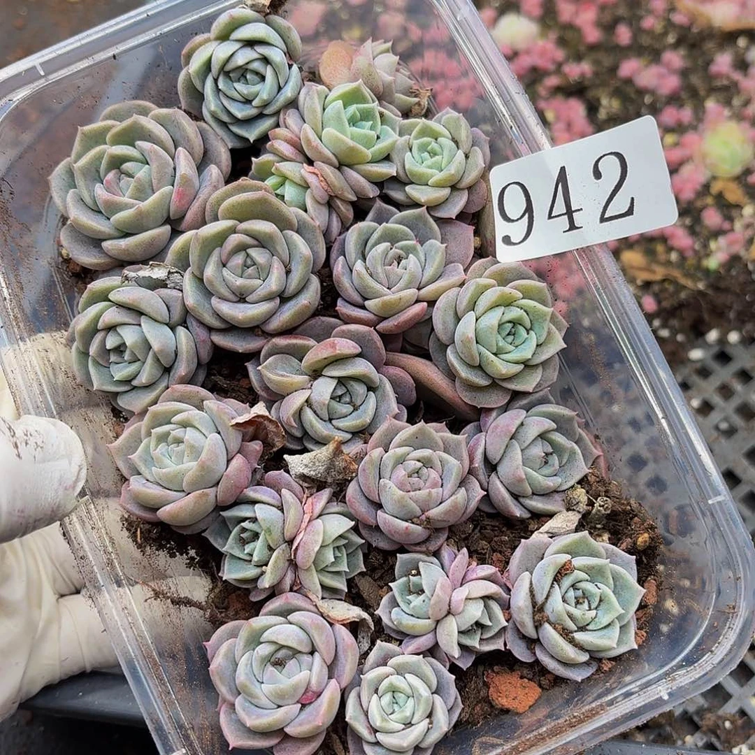 粉***糖多肉植物多肉植物942