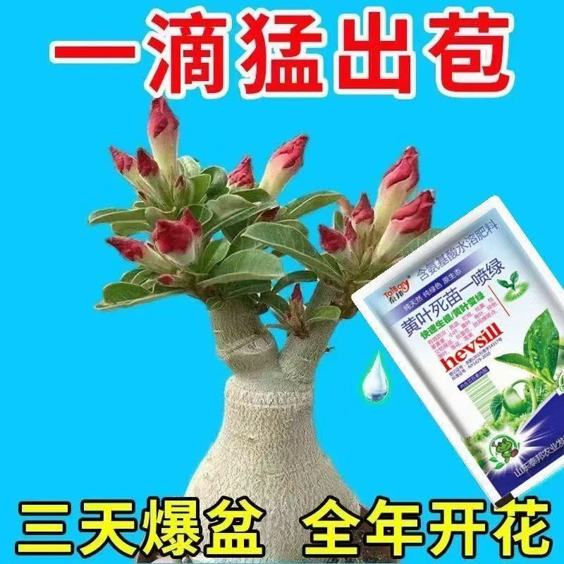 一滴猛开】沙漠玫瑰营养液催花绿叶壮苗急救黄叶干尖不开花专用肥