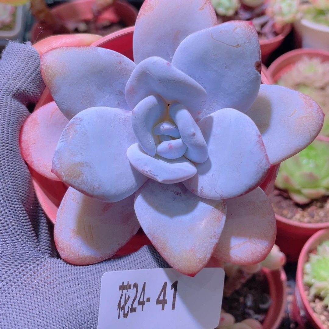 花利美24-41粉雪莲