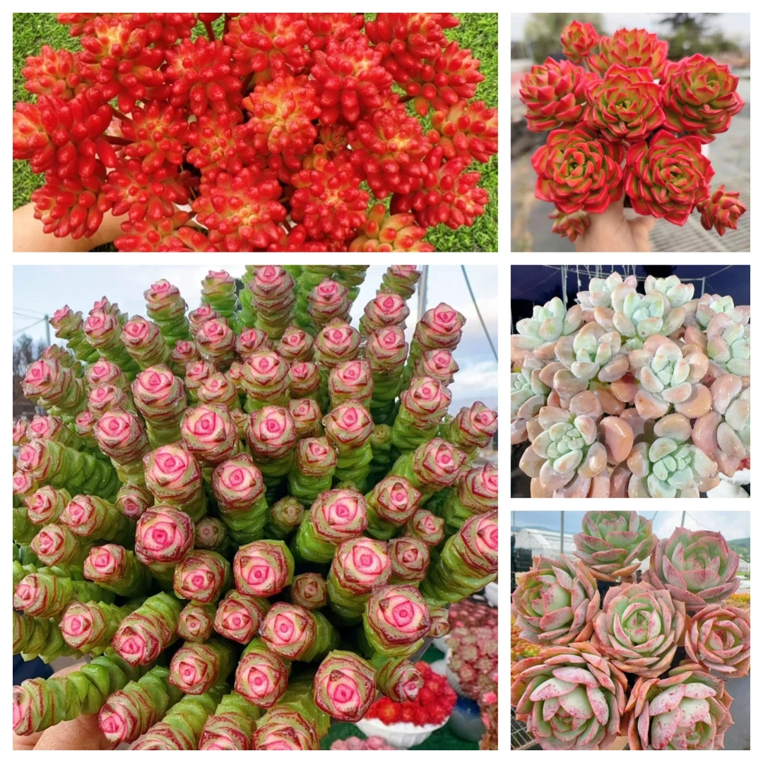 X钱串组合  好看好养 云南基地直发 带盆带土