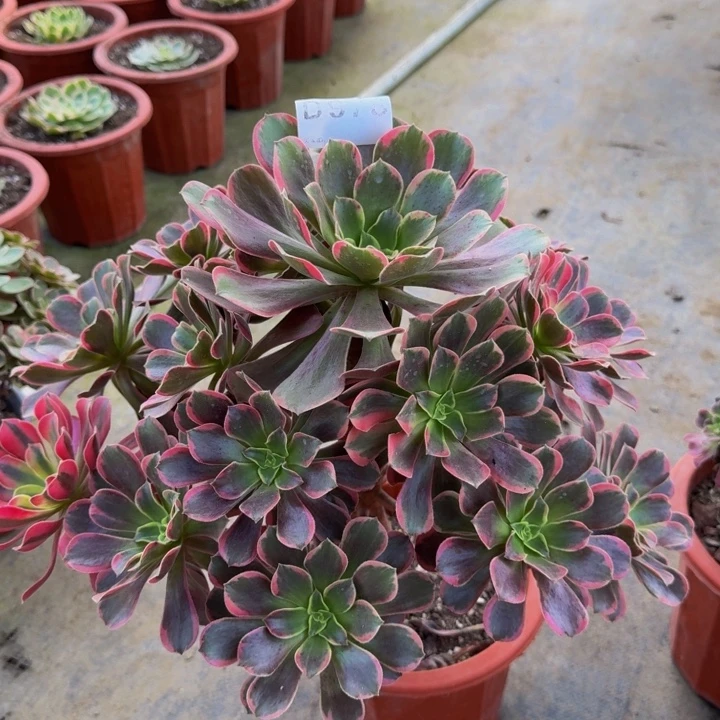000000000000978玫瑰花脸