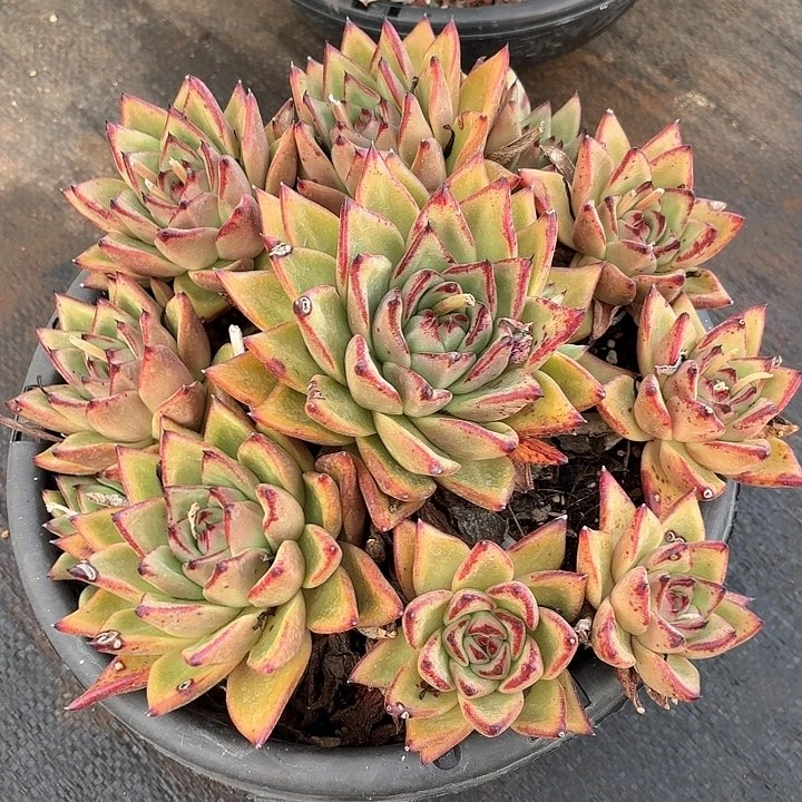 多肉植物，清纯乌木