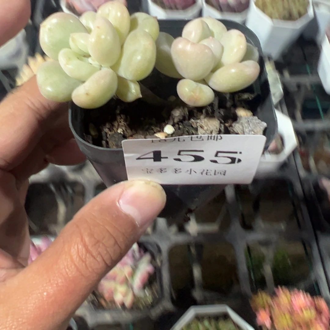 455号双头比尔盖茨一物一拍