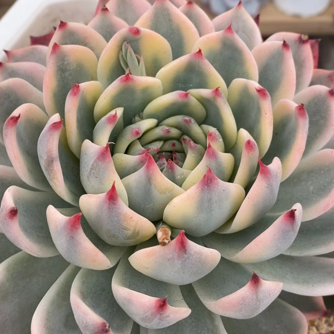 吉娃娃锦多肉植物