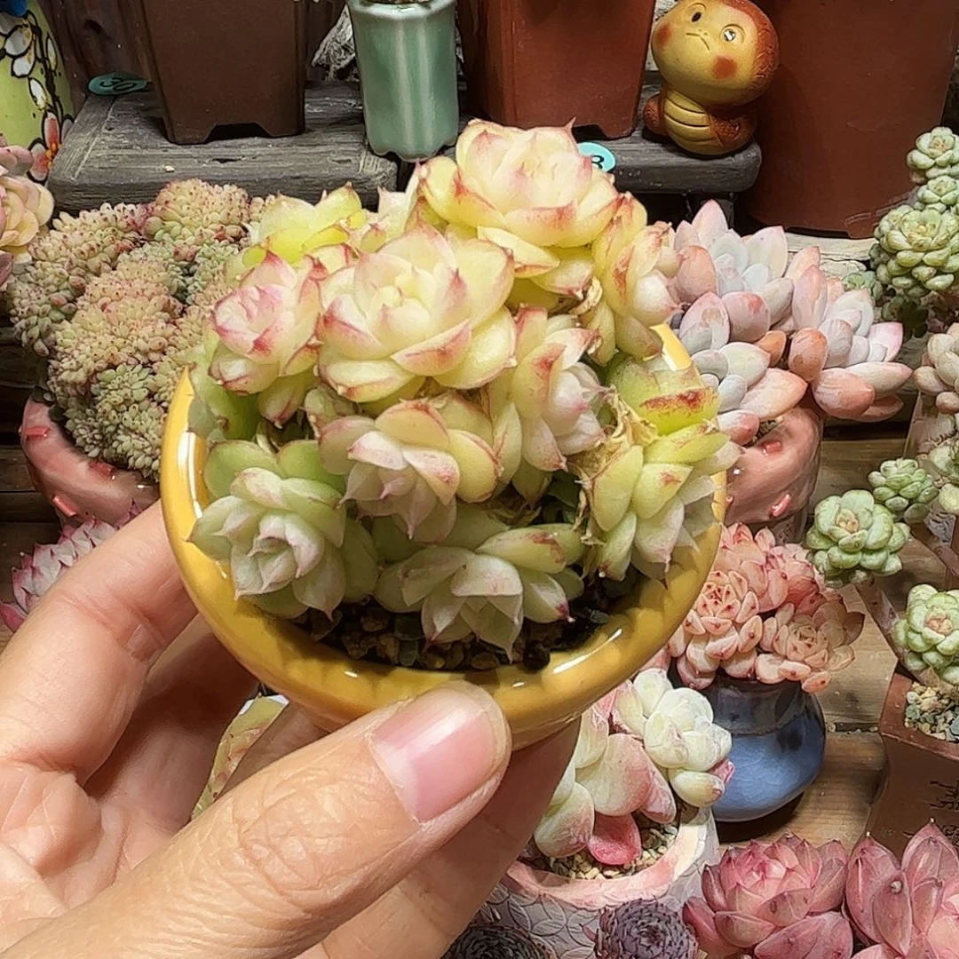 麦秆 多肉含盆土 一物一拍