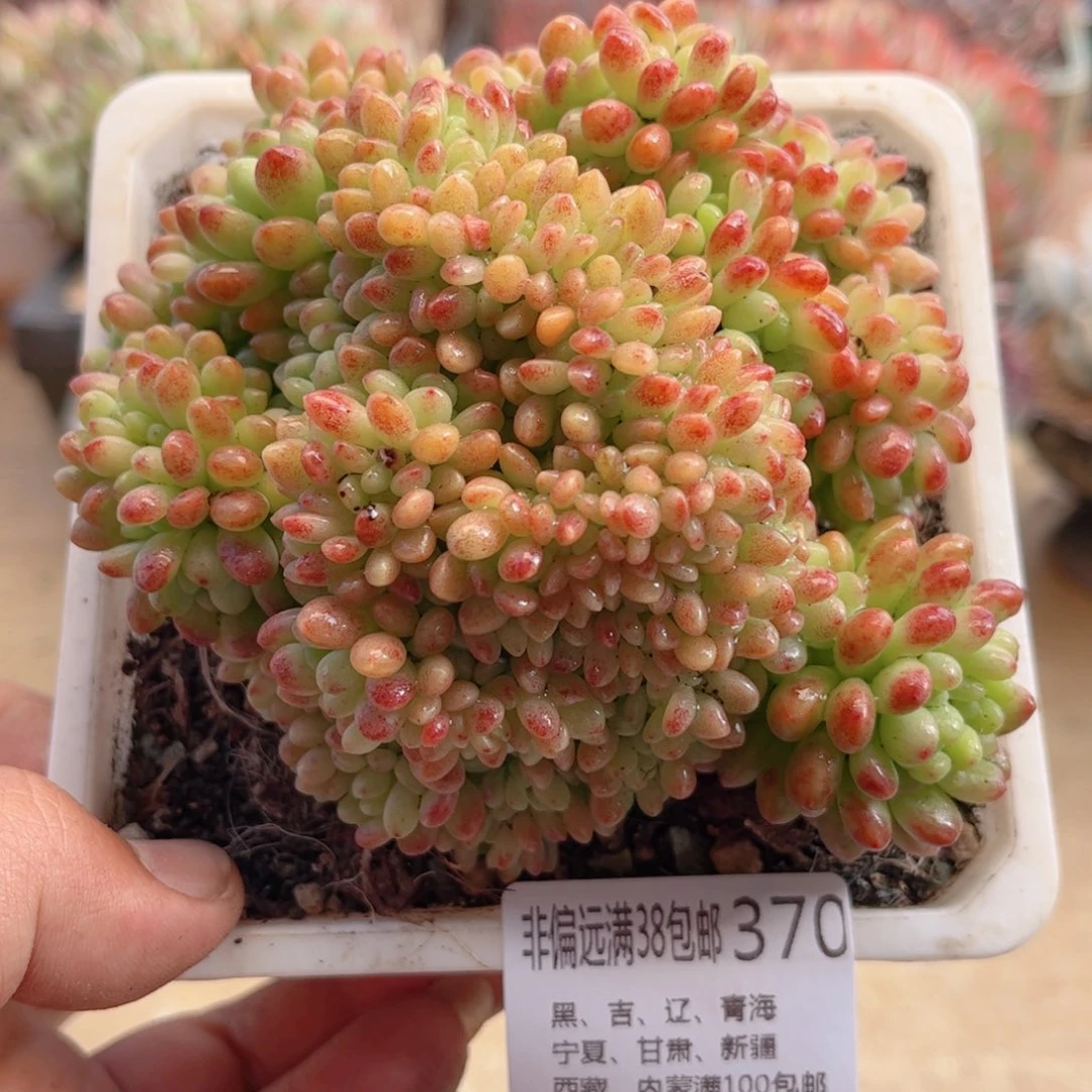 370香格里拉缀德华多肉