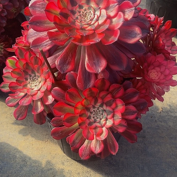 多肉法师红桐白006