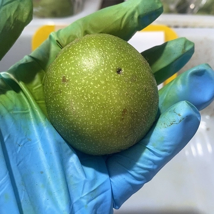 文玩核桃吊坠青皮一对不退不换