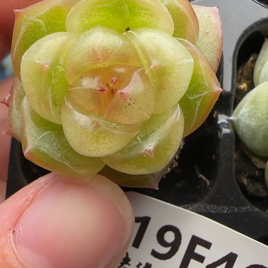 芳***菲【满29包邮非偏远】462