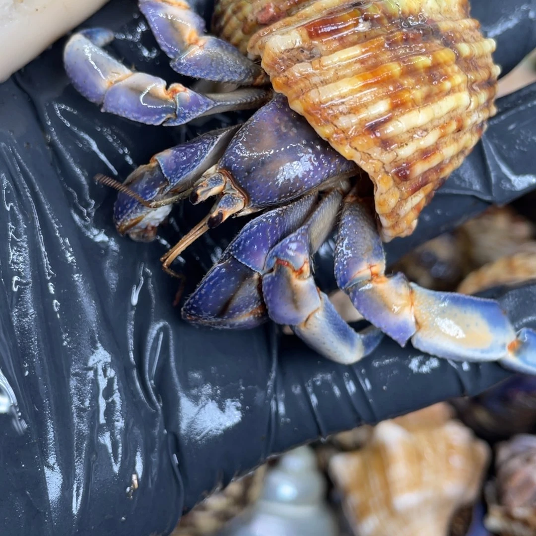 不退不换活体宠物13