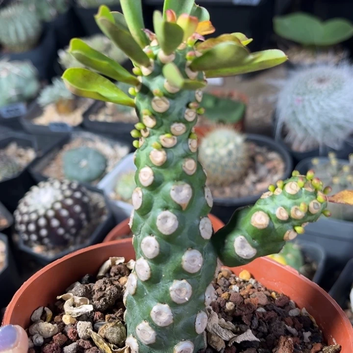 无刺霸王鞭一物一拍自根
