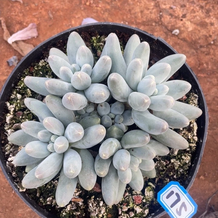 175乌拉奶一物一拍