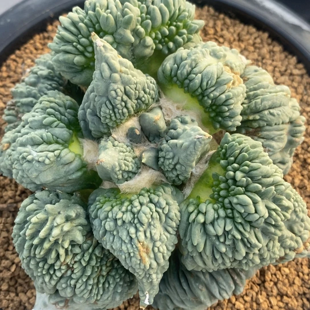 金**?福利自根蓝白怒