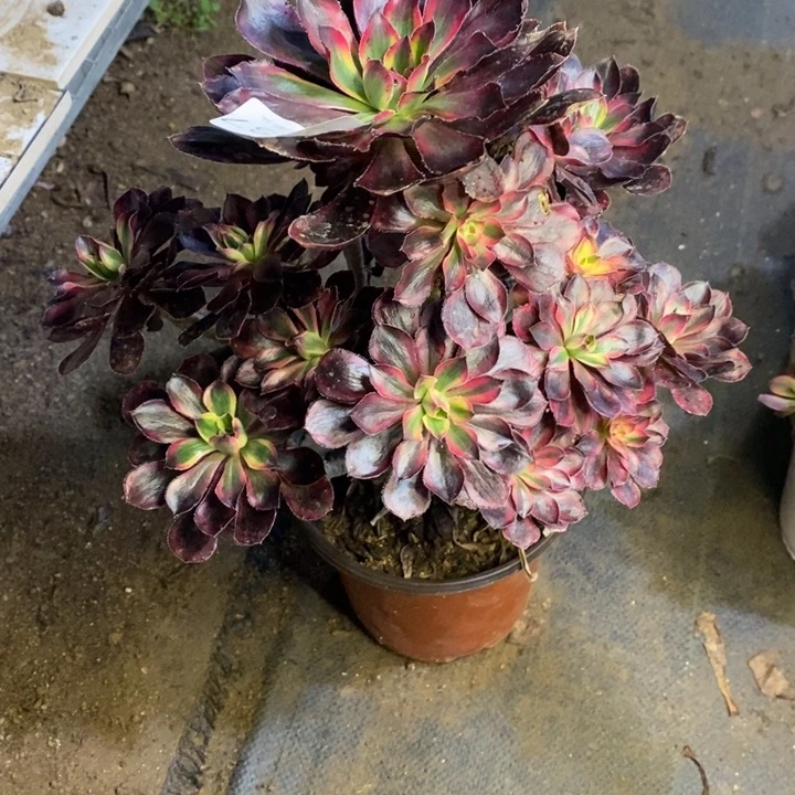 香奈儿多肉断头不包2037