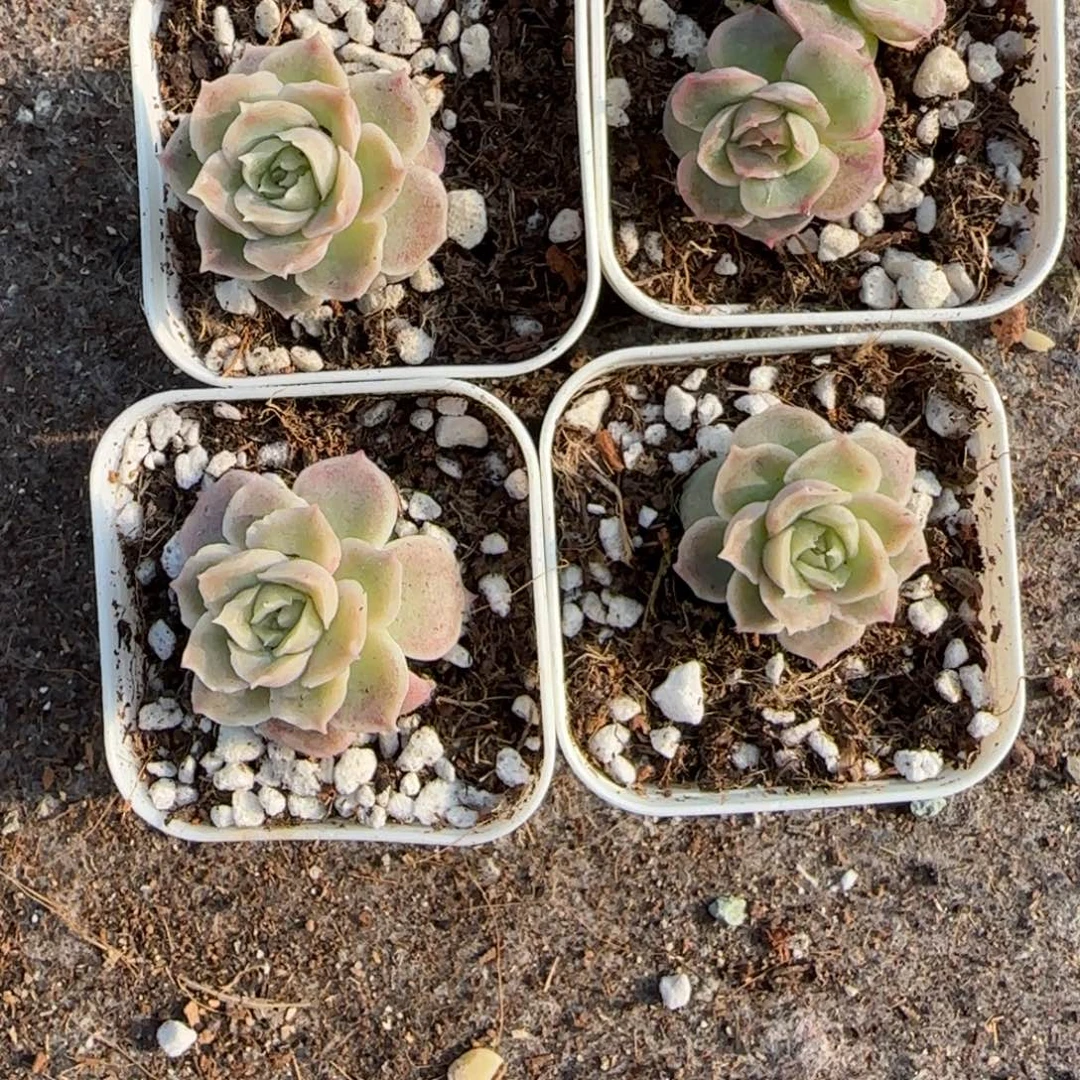 素***问多肉小卡拉米糖心一物一拍