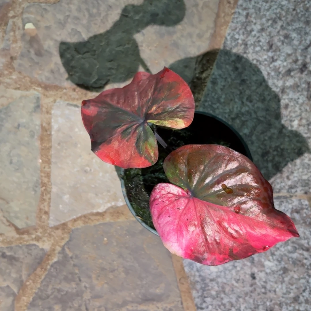 泰国彩叶芋525-0911