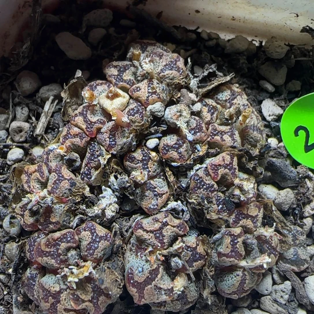 蝴蝶群多肉植物243