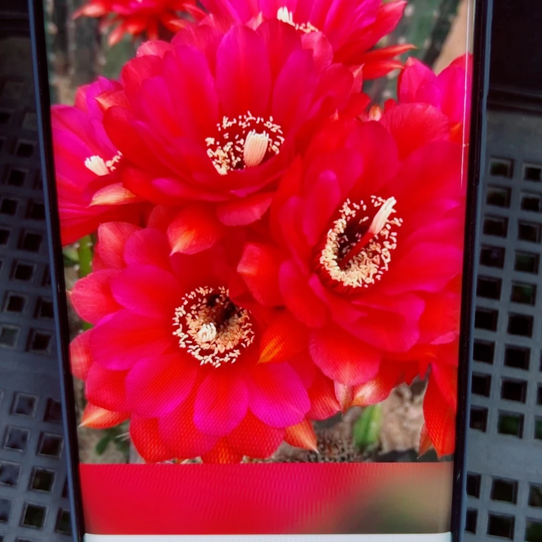 下119毛维也纳歪无根侧芽4公分左右20包邮