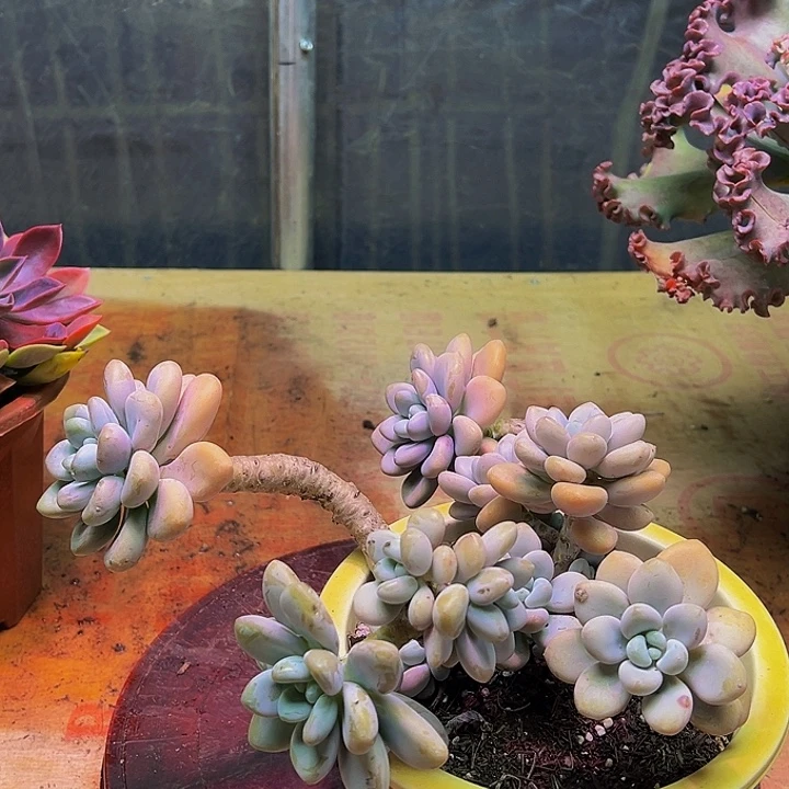 洛神一物一拍好看