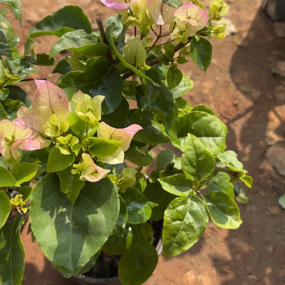 完全开放（美女樱）三角梅会落花落叶会光杆苗有大有小