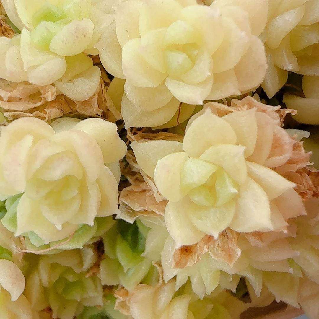 琳***裴【闪购商品】0725-88（ht-60）