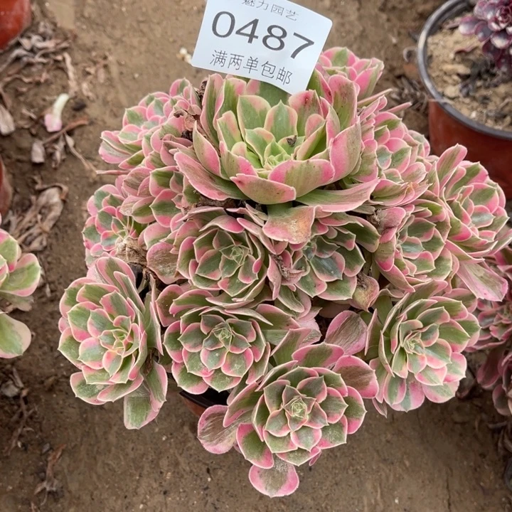 0487女郎的人多肉的