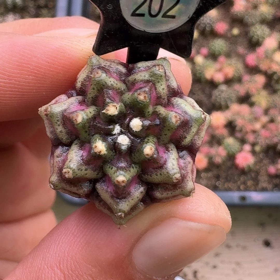 ༄***༅米哈实生自然锦202