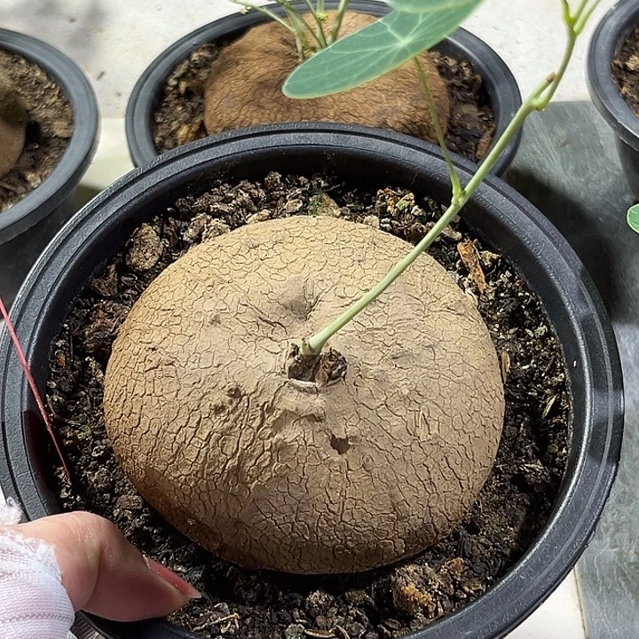 潮流植物素可泰D33