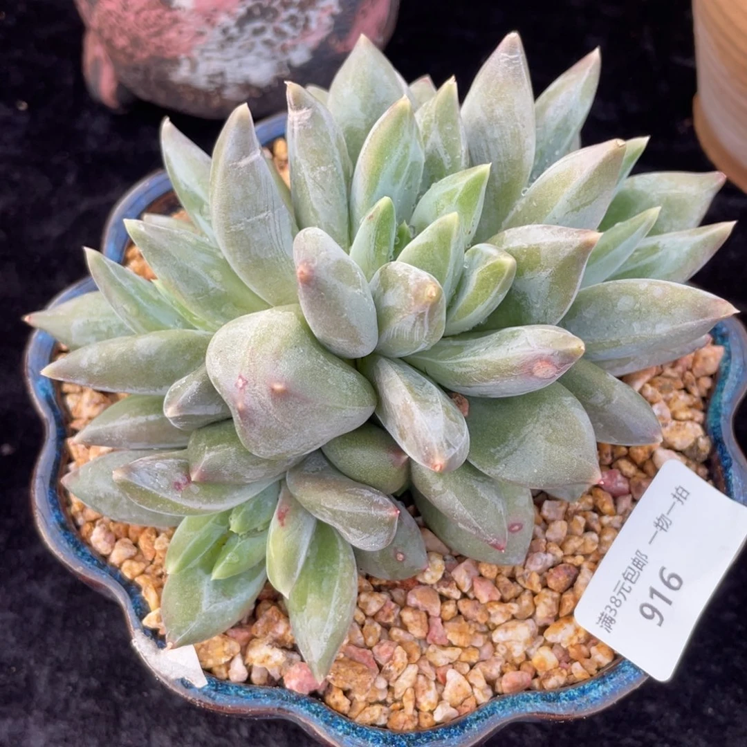 916重楼小群生多肉植物