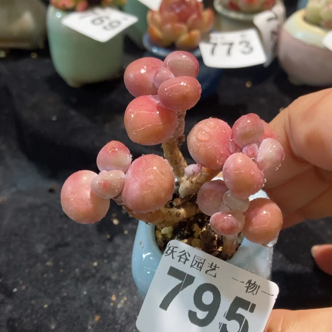 795糖果腰子蛋带盆土