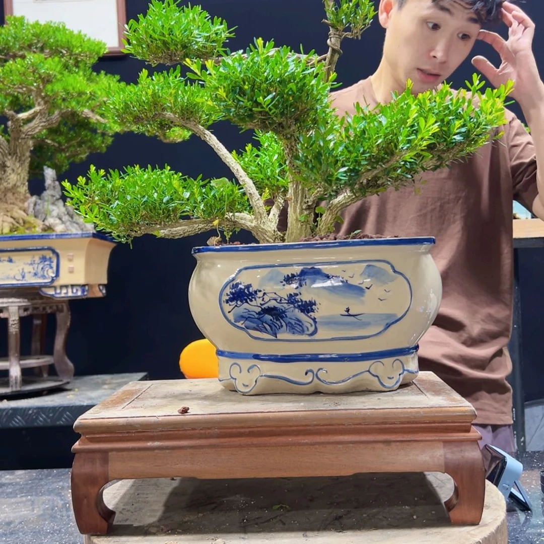 无花朵黄杨盆景四季常青