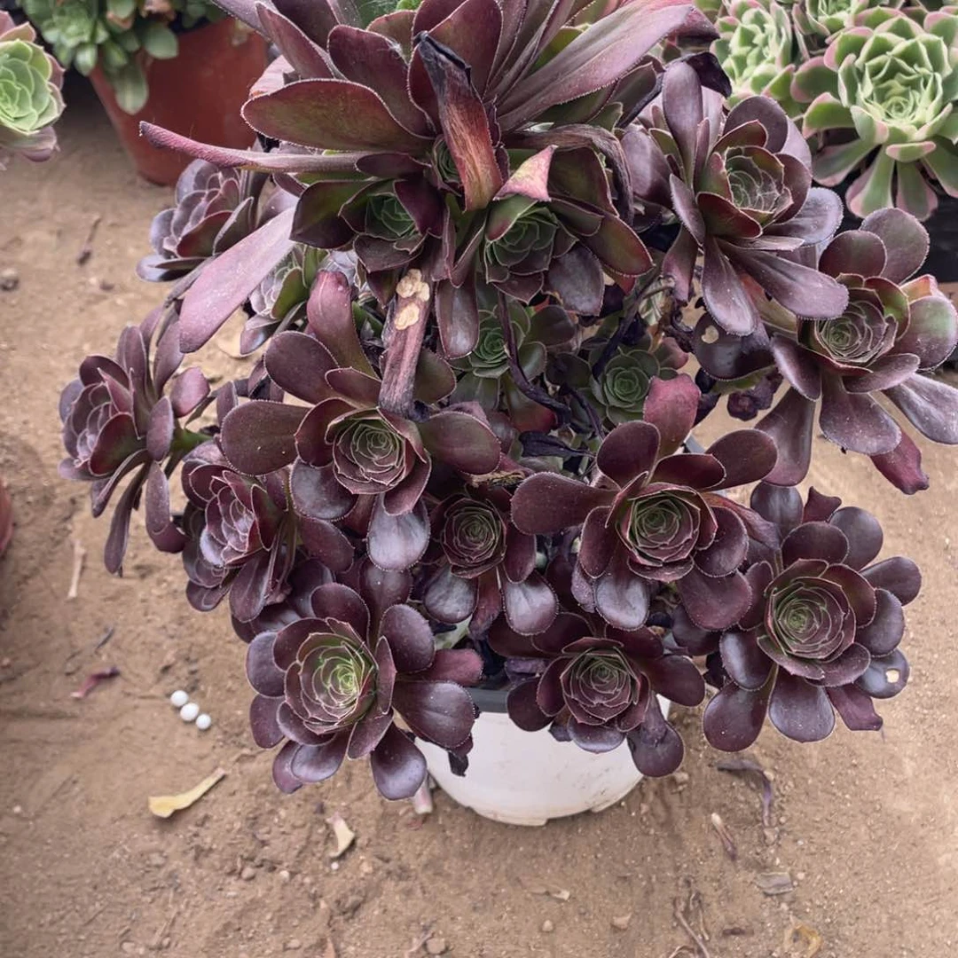 236黑豆多肉法师断枝不包